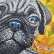 А4-К-1217 Мопс, набор для вышивки бисером картины собакой А4-К-1217 фото 4