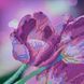 ТА-304 Caravelle Tulips (24*32 cm), bead embroidery kit of the picture