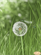 ТА-303 Dandelion and Dragonfly (24*32 cm), bead embroidery kit of the picture
