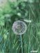 ТА-303 Dandelion and Dragonfly (24*32 cm), bead embroidery kit of the picture