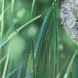 ТА-303 Dandelion and Dragonfly (24*32 cm), bead embroidery kit of the picture