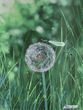 ТА-303 Dandelion and Dragonfly (24*32 cm), bead embroidery kit of the picture