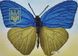 А5-Д-478 Украинская бабочка, схема для вышивки бисером картины схема-ак-А5-Д-478 фото 1
