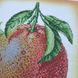 А4-К-1010 Грейпфруты, схема для вышивки бисером картины схема-ак-А4-К-1010 фото 4