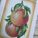 А4-К-1010 Грейпфруты, схема для вышивки бисером картины схема-ак-А4-К-1010 фото 7