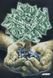 В526 Money Tree (30*42 cm), bead embroidery pattern of the picture