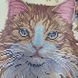 ТК-110 Fluffy Beauty (24*48 cm), bead embroidery kit of the picture with a cat
