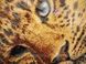 СЛ-3166 Золотой леопард, набор для вышивки бисером картины СЛ-3166 фото 4