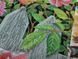 3587 In Fragrant Roses (28,1*38,3 cm), bead embroidery kit of the picture