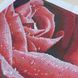 ЗПК-002 Красная роза, набор для вышивки бисером картины ЗП 0002 фото 9