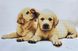 3214 Лабрадоры, набор для вышивки бисером картины с собаками 3214 фото 1