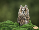 ТА-108 Little Owl (24*32 cm), bead embroidery picture kit