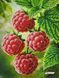А3Н_587 Raspberry (36,5*27 cm), bead embroidery kit of the picture