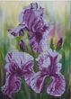 А3-К-104 Irises (30*42 cm), bead embroidery kit of the picture