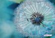 А4-К-1226 Silvery Dandelion (21*29,7 cm), bead embroidery kit of the picture