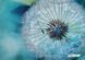 А4-К-1226 Silvery Dandelion (21*29,7 cm), bead embroidery kit of the picture