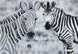 В599 Zebra (30*42 cm), bead embroidery picture kit