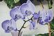 ТК100 Стильна фіолетова орхідея, набір для вишивки бісером картини ТК100 фото 1