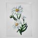 A5 Т-016 Daisy (14*18 cm), bead embroidery kit on an iron-on transfer