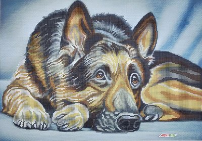 1557 Вівчарка, набір для вишивання бісером картини з собакою 1557 фото