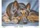 1557 Вівчарка, набір для вишивання бісером картини з собакою 1557 фото 4