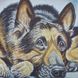 1557 Вівчарка, набір для вишивання бісером картини з собакою 1557 фото 11